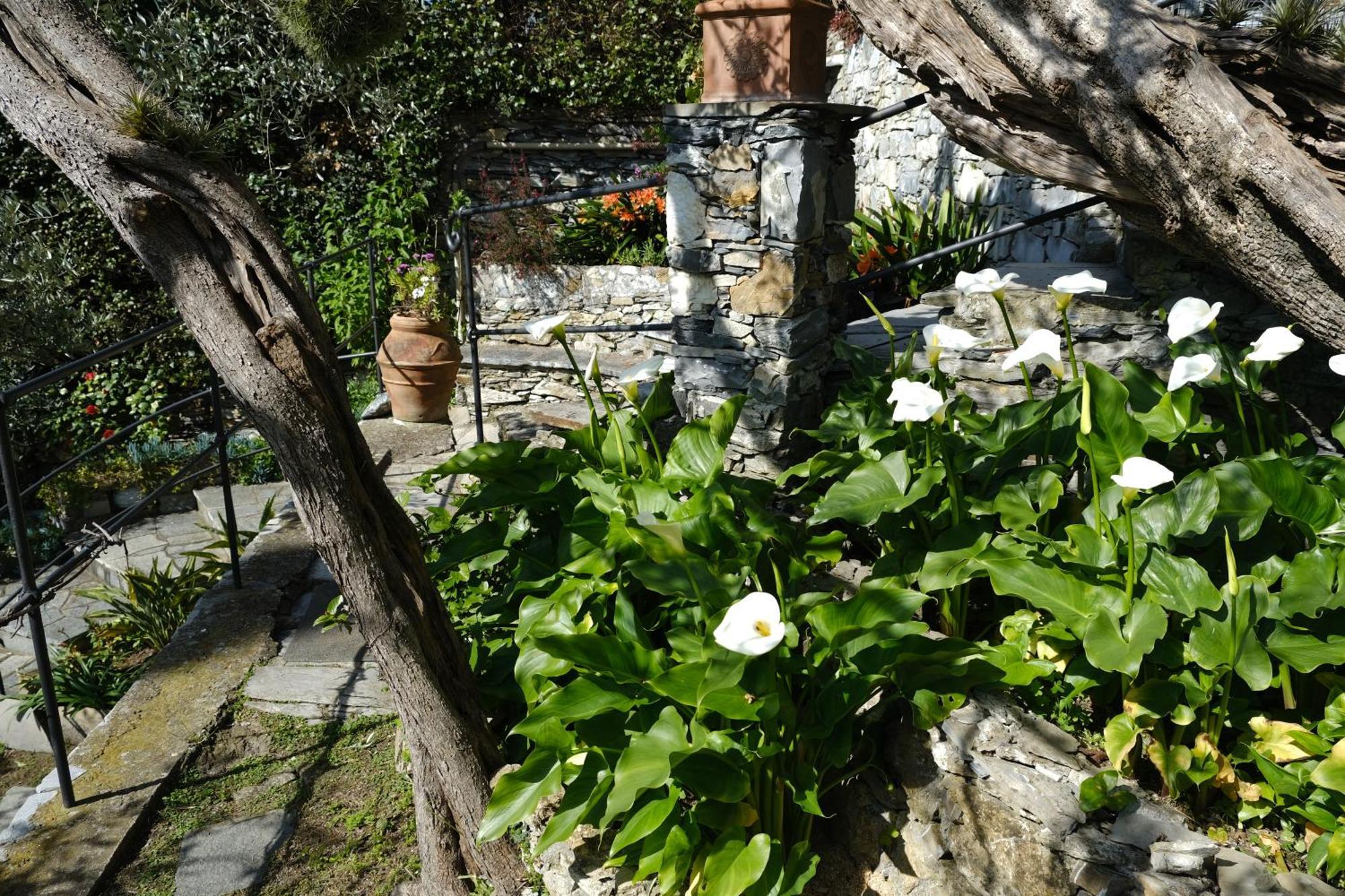 L'Alcova Tra Gli Ulivi By Portofinovacanze Zoagli Zewnętrze zdjęcie